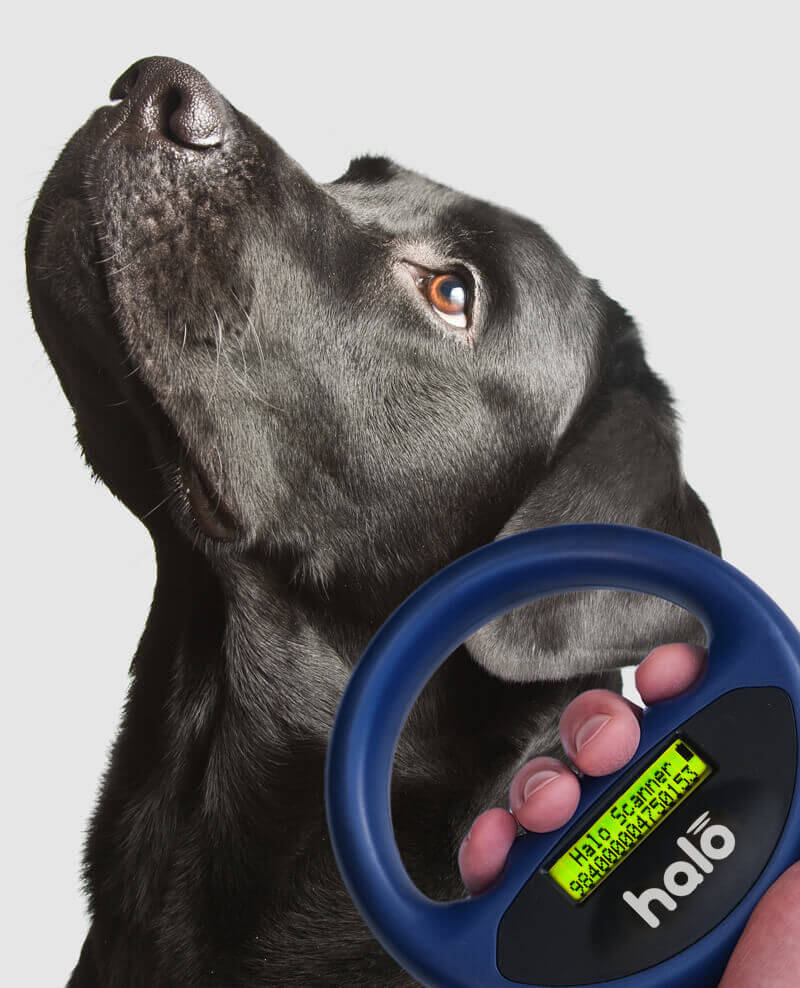 Halo Scanner & Dog